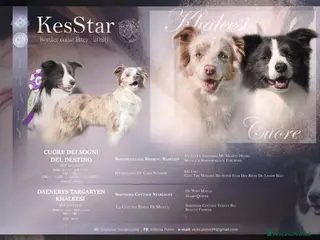 Border Collie cani Border collie lilac e blu - Annuncio 1