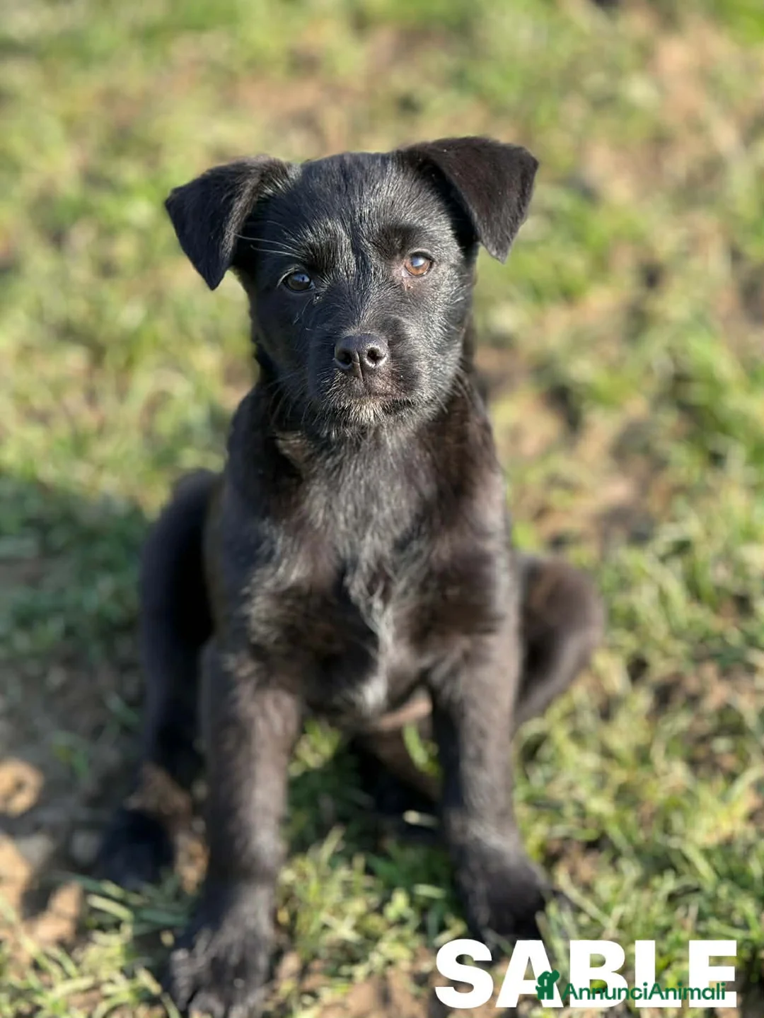 Meticcio cani in regalo: SABLE, tenerissima cucciola tg MEDIO PICCOLA. - Annuncio 4