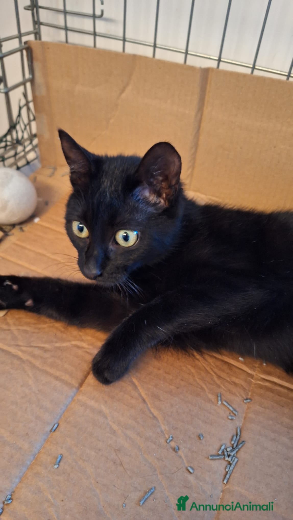 Europeo gatti Sofia 6 mesi di dolcezza tutta da conquistare  - Annuncio 1