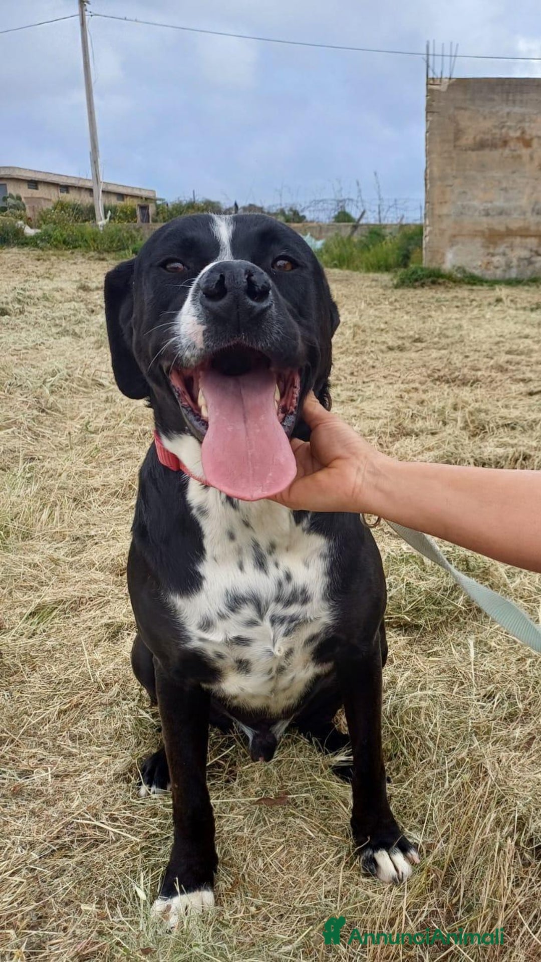 Meticcio cani per accoppiamento: LUCA, 2 ANNI a Provincia di Bergamo - Immagine 2