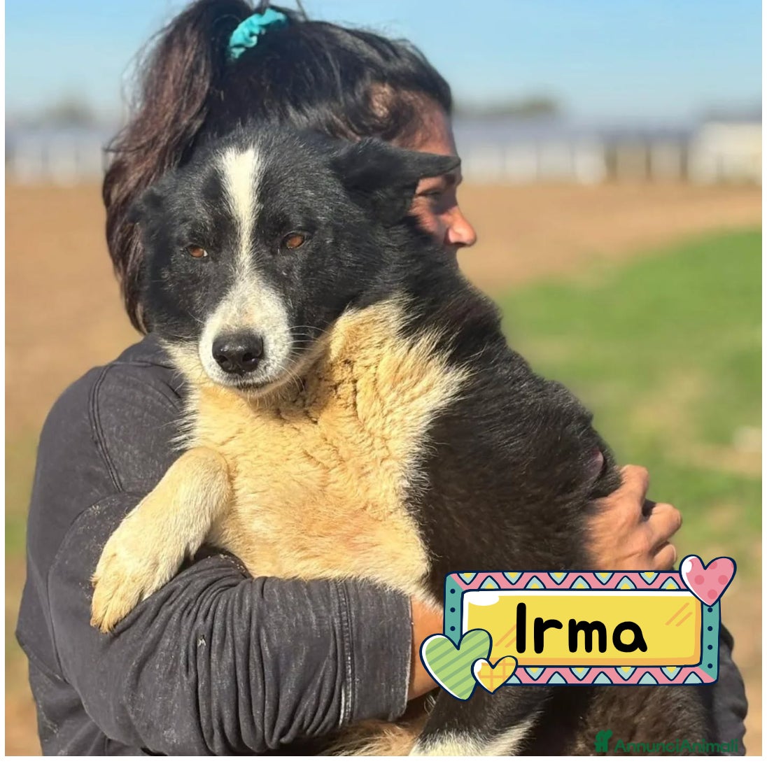 Cane da Orso della Carelia cani IRMA cane da orso della Carelia  in adozione - Annuncio 1