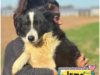 Cane da Orso della Carelia cani IRMA cane da orso della Carelia in adozione - Annuncio 41