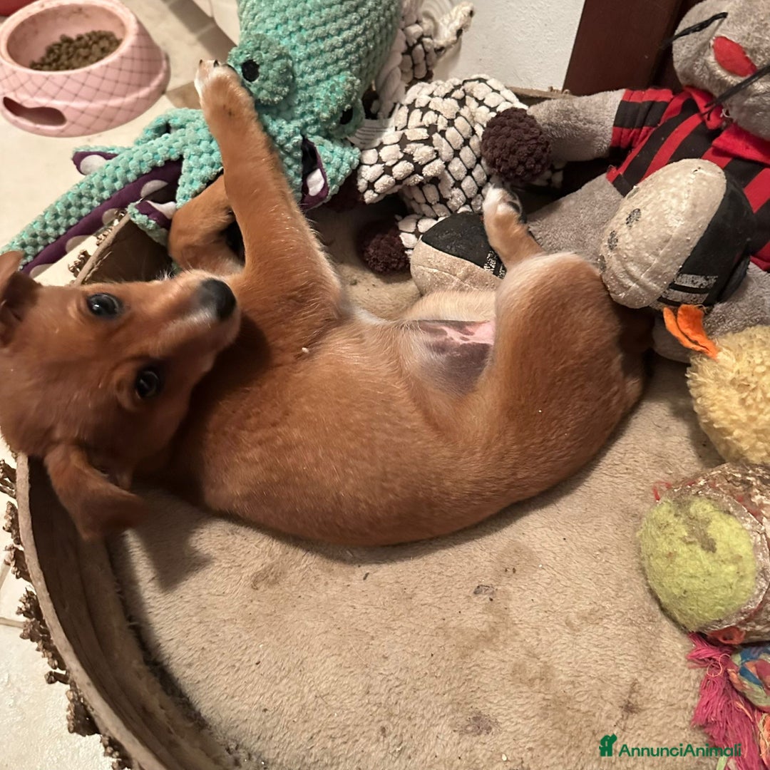 Meticcio cani in regalo: ORNELLA 🩷 -cucciola, dolcezza fatta a cagnolina😍 - Annuncio 8