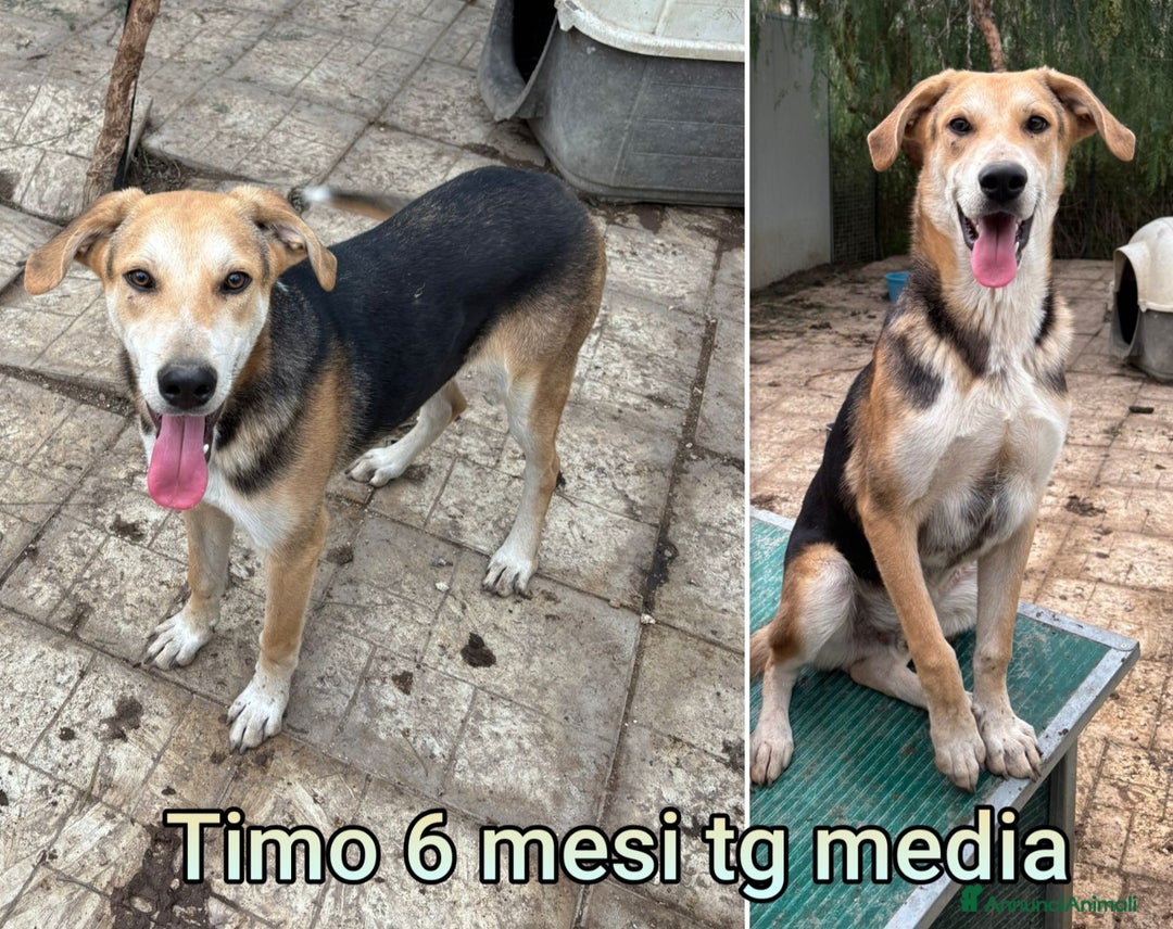 Meticcio cani in regalo: CUCCIOLI ABBANDONATI! EMERGENZA  - Annuncio 2