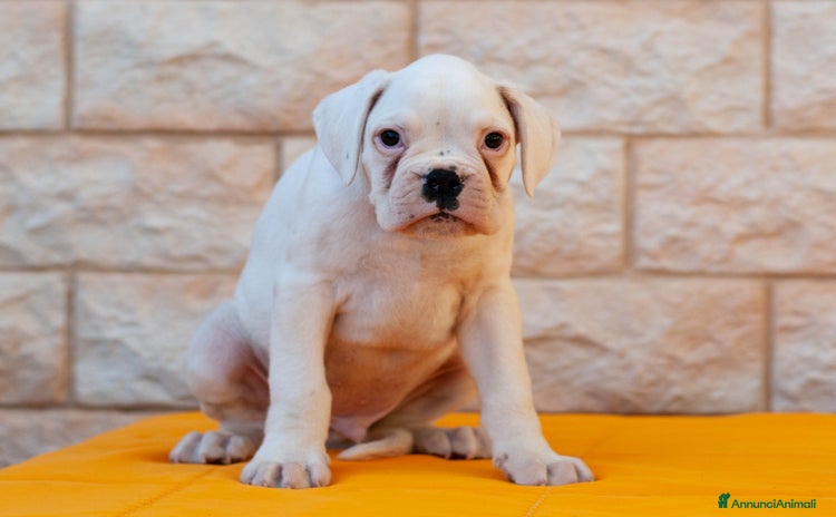 Boxer cani - Annuncio 2