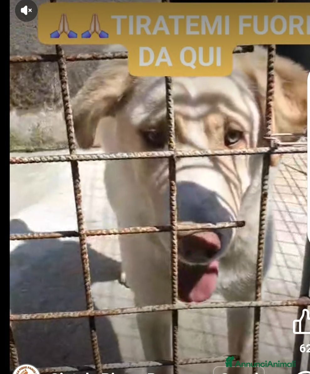 Meticcio cani 2anni occhi ambra tg grande era liberoSOS CAMPANIA - Annuncio 2