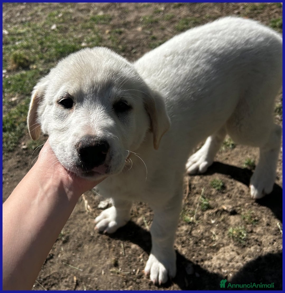 Pastore Maremmano cani in regalo: MAYO, CUCCIOLA 2 MESI MIX MAREMMANA, MERAVIGLIOSA  - Annuncio 2