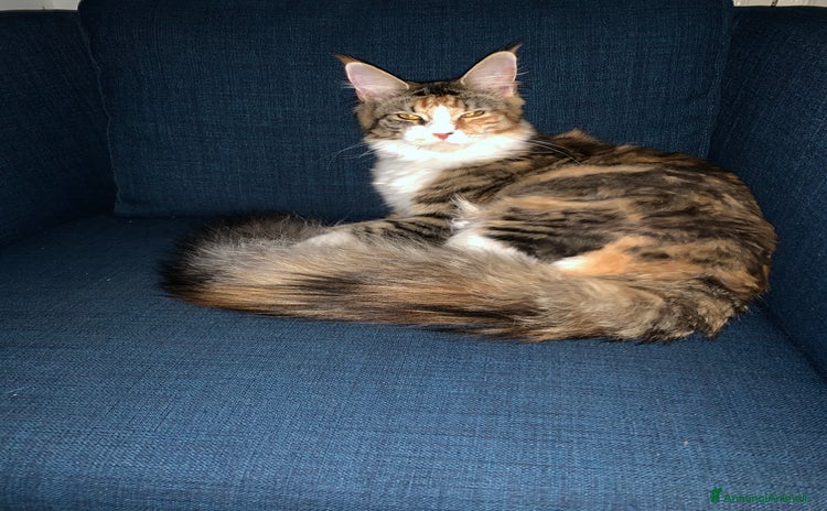 Maine Coon gatti - Annuncio 2