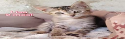 Altre razze gatti in regalo: ADOTTA UN GATTINO  a Provincia di Reggio Emilia - Annuncio 6
