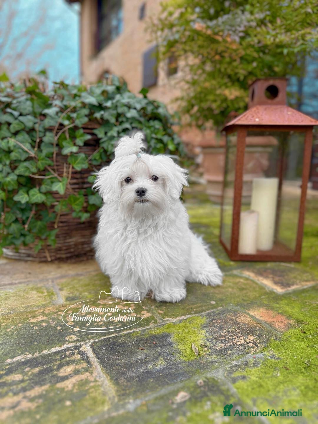Maltese cani 🐶 CUCCIOLI MALTESE TOY - maschi e femmine - Annuncio 2