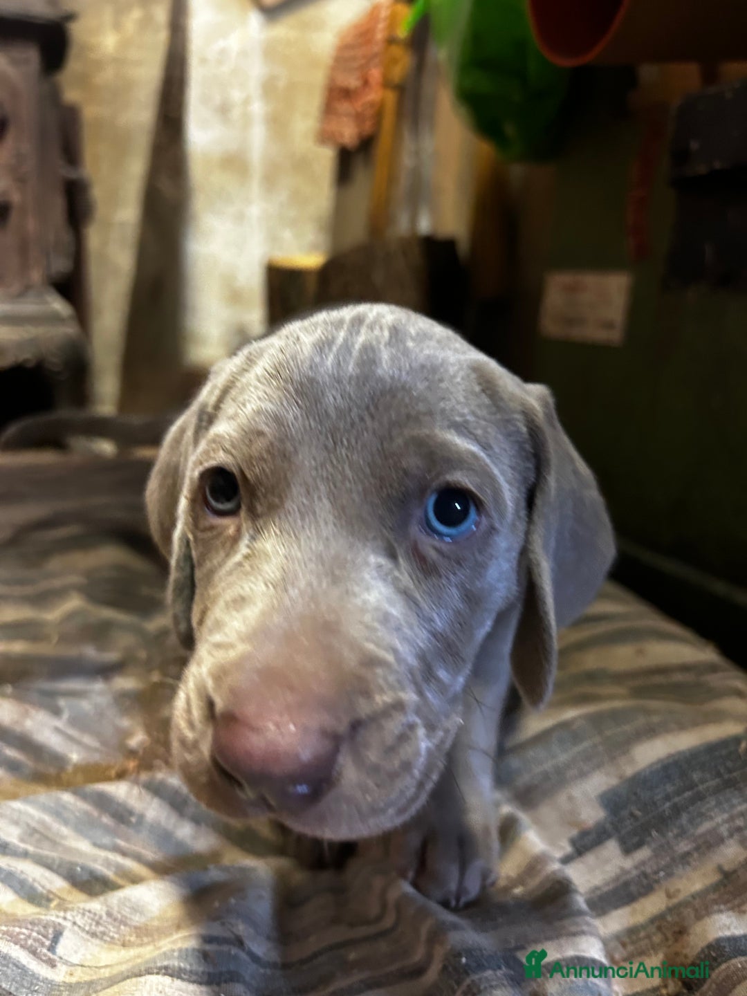 Weimaraner cani in vendita: Cuccioli di Weimaraner - Annuncio 7