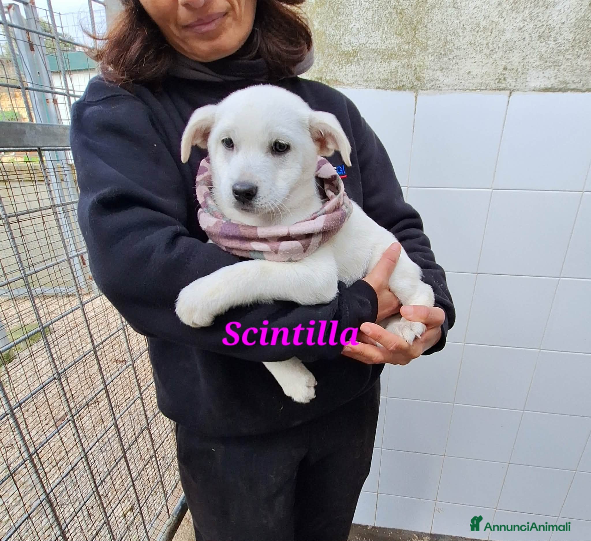 Meticcio cani Dolcissima Scintilla 3 mesi aspetta una famiglia - Annuncio 22