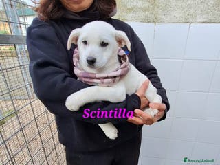 Meticcio cani Dolcissima Scintilla 3 mesi aspetta una famiglia - Annuncio 22