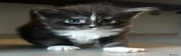Maine Coon gatti in vendita: Cuccioli Maine Coon con pedigree  - Annuncio 8