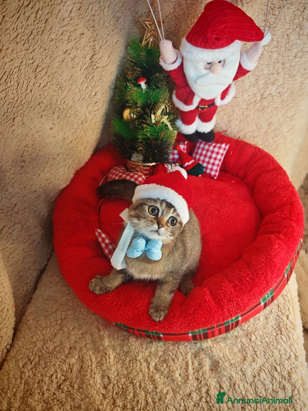 Scottish gatti in vendita: Gattino Scottish Fold - Regalo di Natale - Annuncio 4