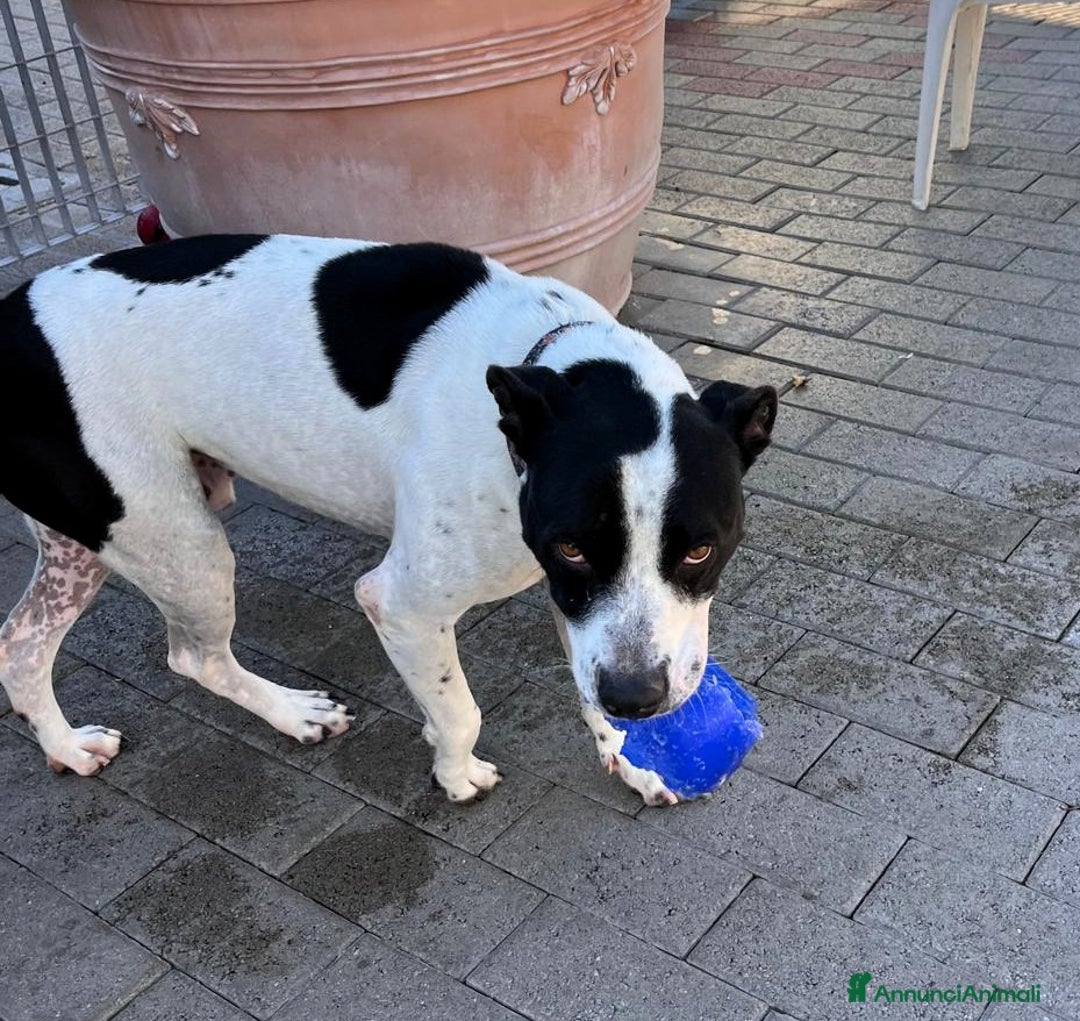 Meticcio cani in regalo: BLACK GENTILCANE - Annuncio 11