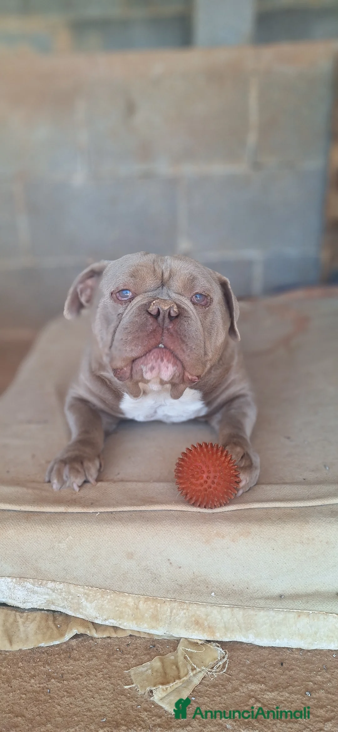 American Bully cani in regalo: Thiago  - Annuncio 2