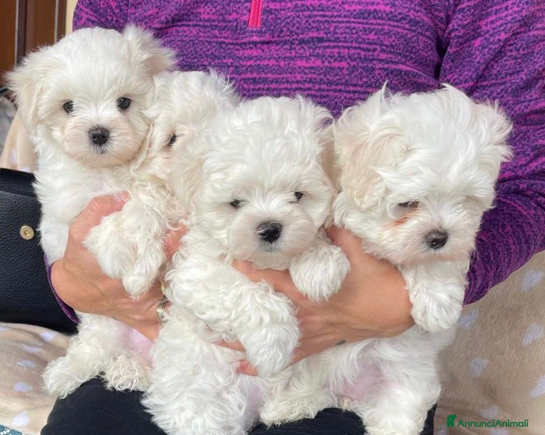 Maltese cani in vendita: Cuccioli di maltese con pedigree ENCI  - Annuncio 6