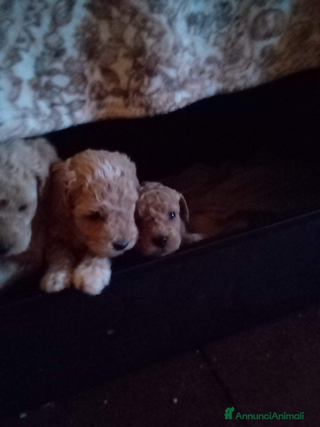 Barboncino Toy cani in vendita: Vendesi cuccioli di Barboncino Toy  - Annuncio 7