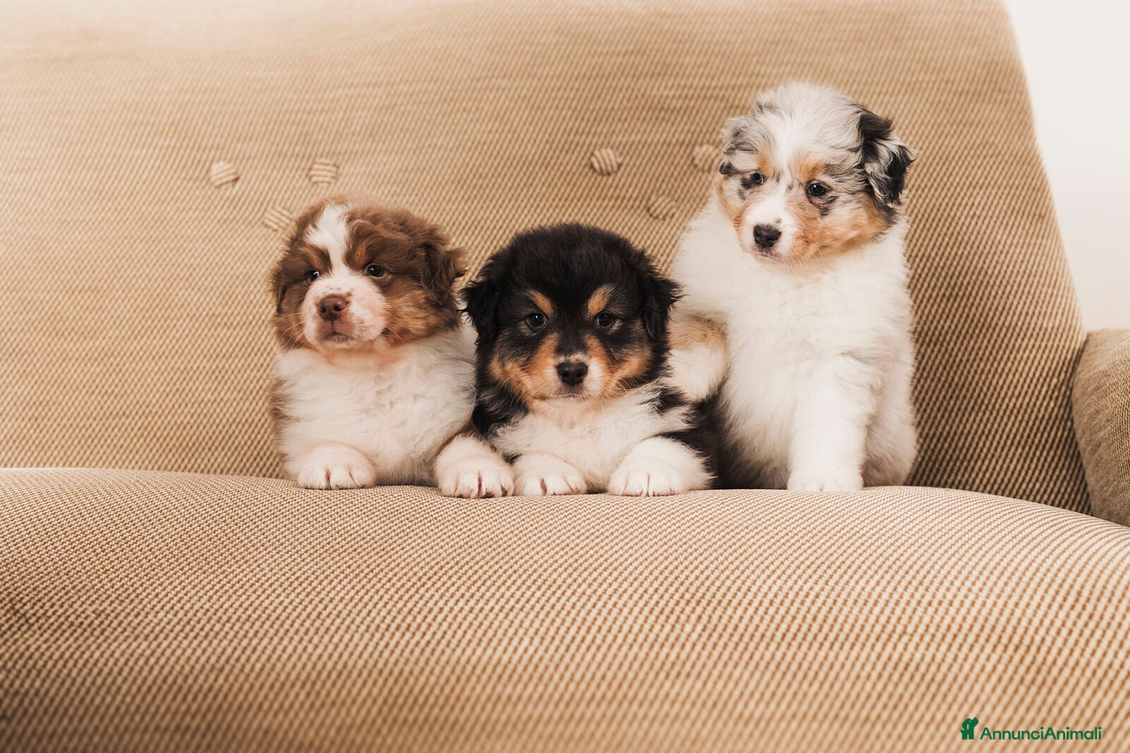 Australian Shepherd cani Cucciole pastore australiano  - Annuncio 2