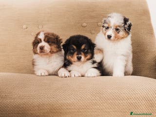 Australian Shepherd cani Cucciole pastore australiano - Annuncio 3