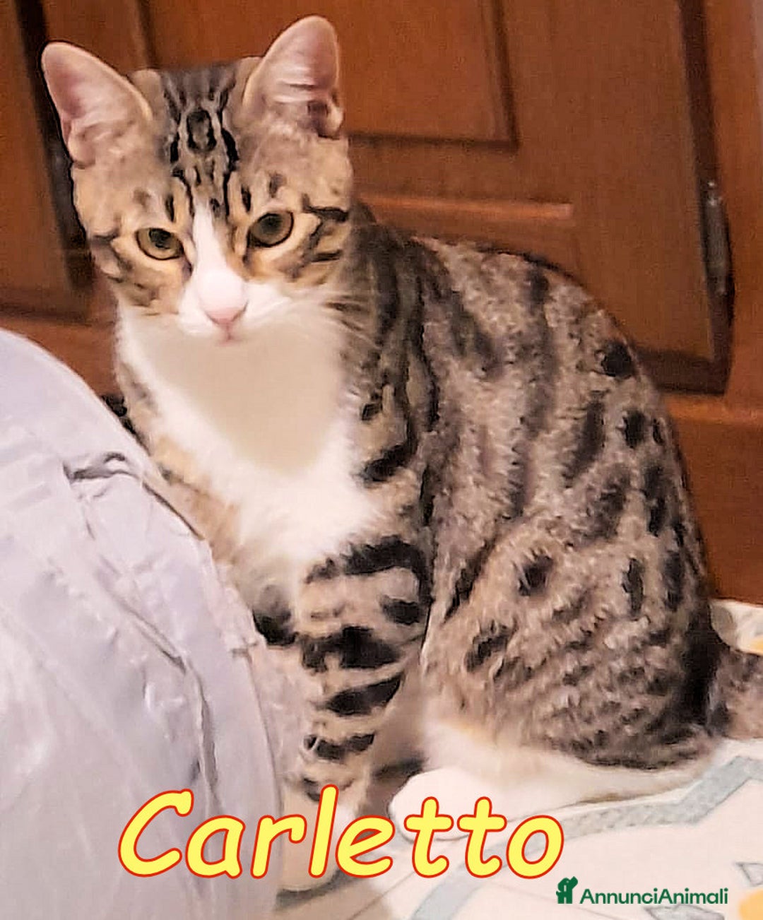 Europeo gatti in regalo: CARLETTO DOLCISSIMO GATTINO - Annuncio 4