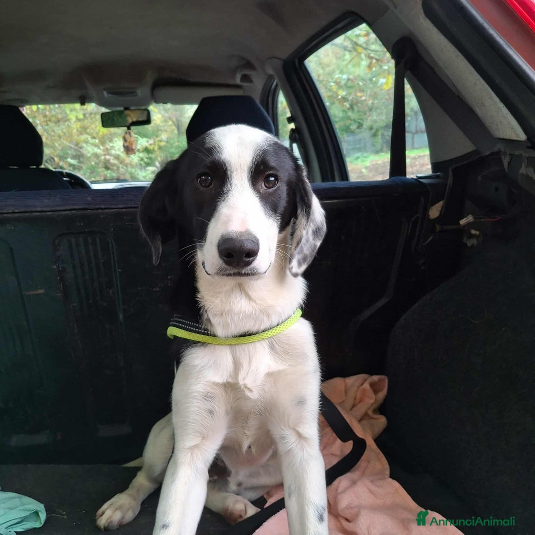 Meticcio cani in regalo: 4 CUCCIOLI simpaticissimi a macchiette! - Annuncio 5