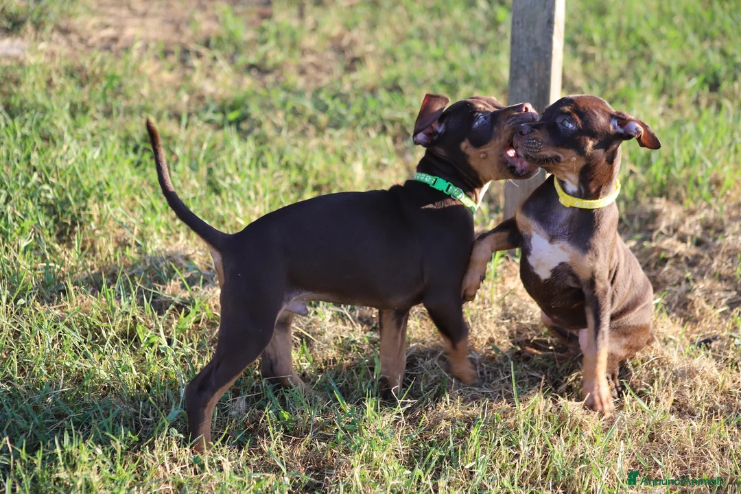 Pitbull cani in vendita: Cuccioli Pit Bull con pedigree anche a rate - Annuncio 34