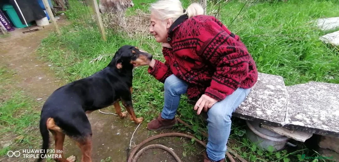 Segugio cani in regalo: FRITZ dolce segugio - Annuncio 4