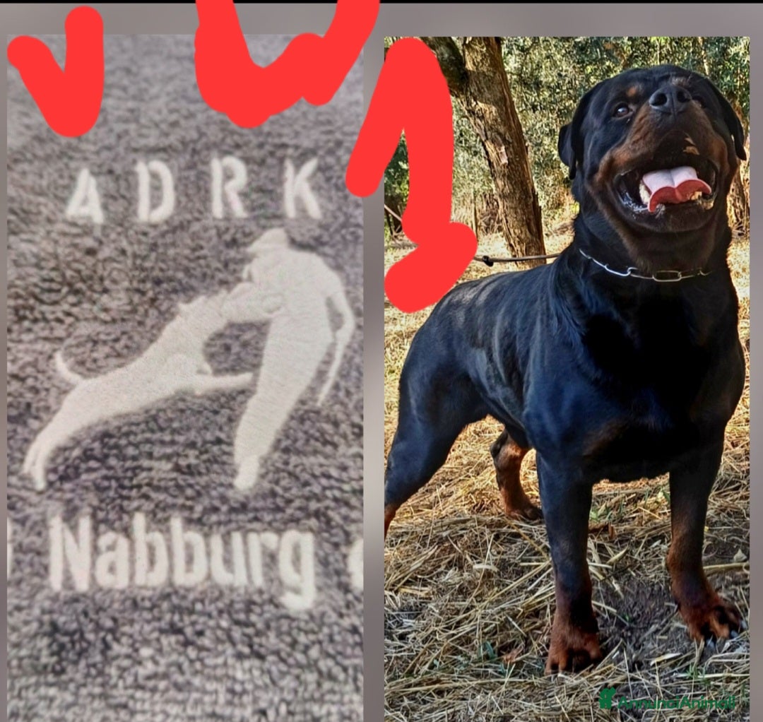 Rottweiler cani in vendita: Disponibili cuccioli Rottweiler  - Annuncio 21
