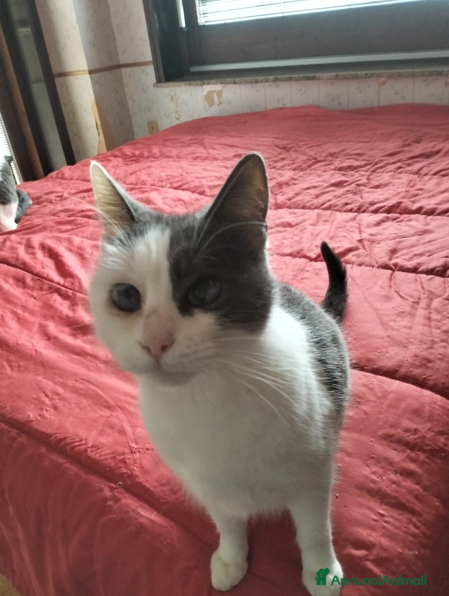 Europeo gatti Freddy e Perla cercano casa - Annuncio 2