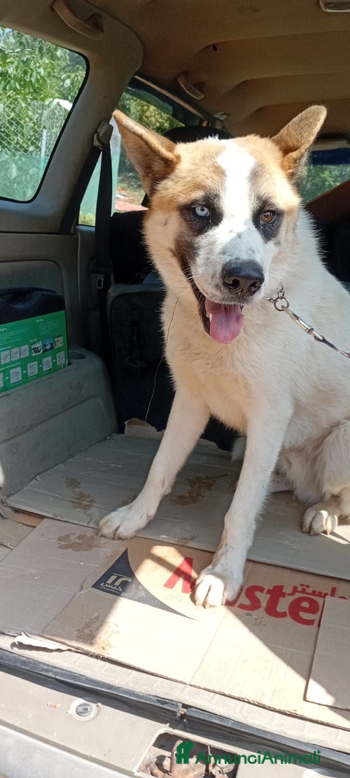 Meticcio cani Ronny, un meticcio pronto a farsi amare - Annuncio 3