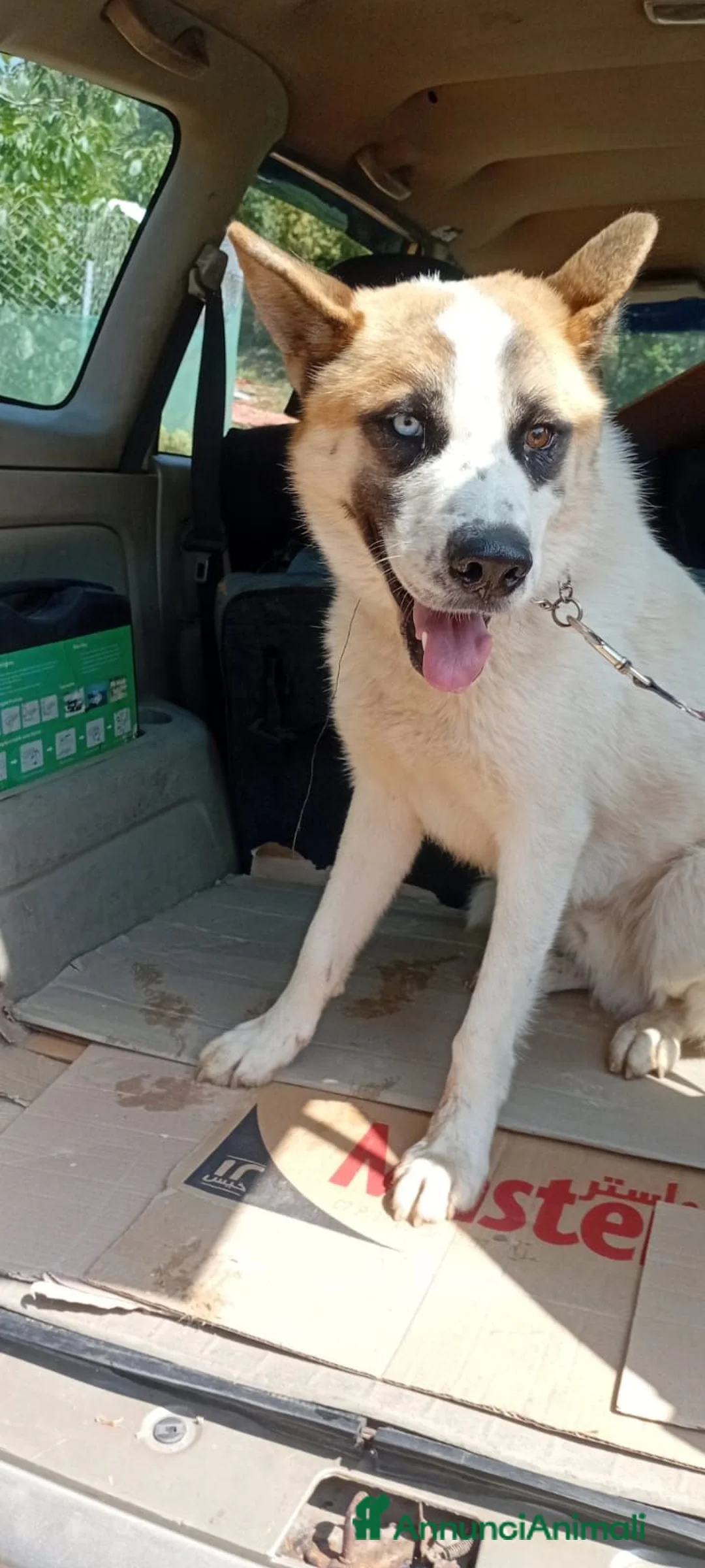Meticcio cani in regalo: Ronny, un meticcio pronto a farsi amare - Annuncio 1