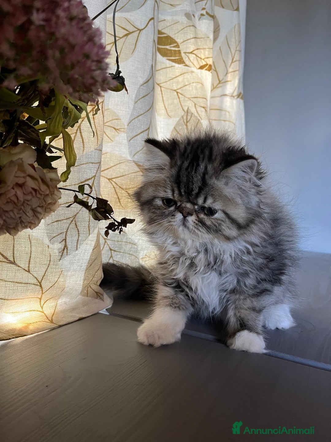 Persiano gatti in vendita: Meraviglioso gattino Persiano in cerca di casa ✨ - Annuncio 2