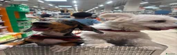 Bassotto cani per accoppiamento: Bassotto arlecchino  - Annuncio 2