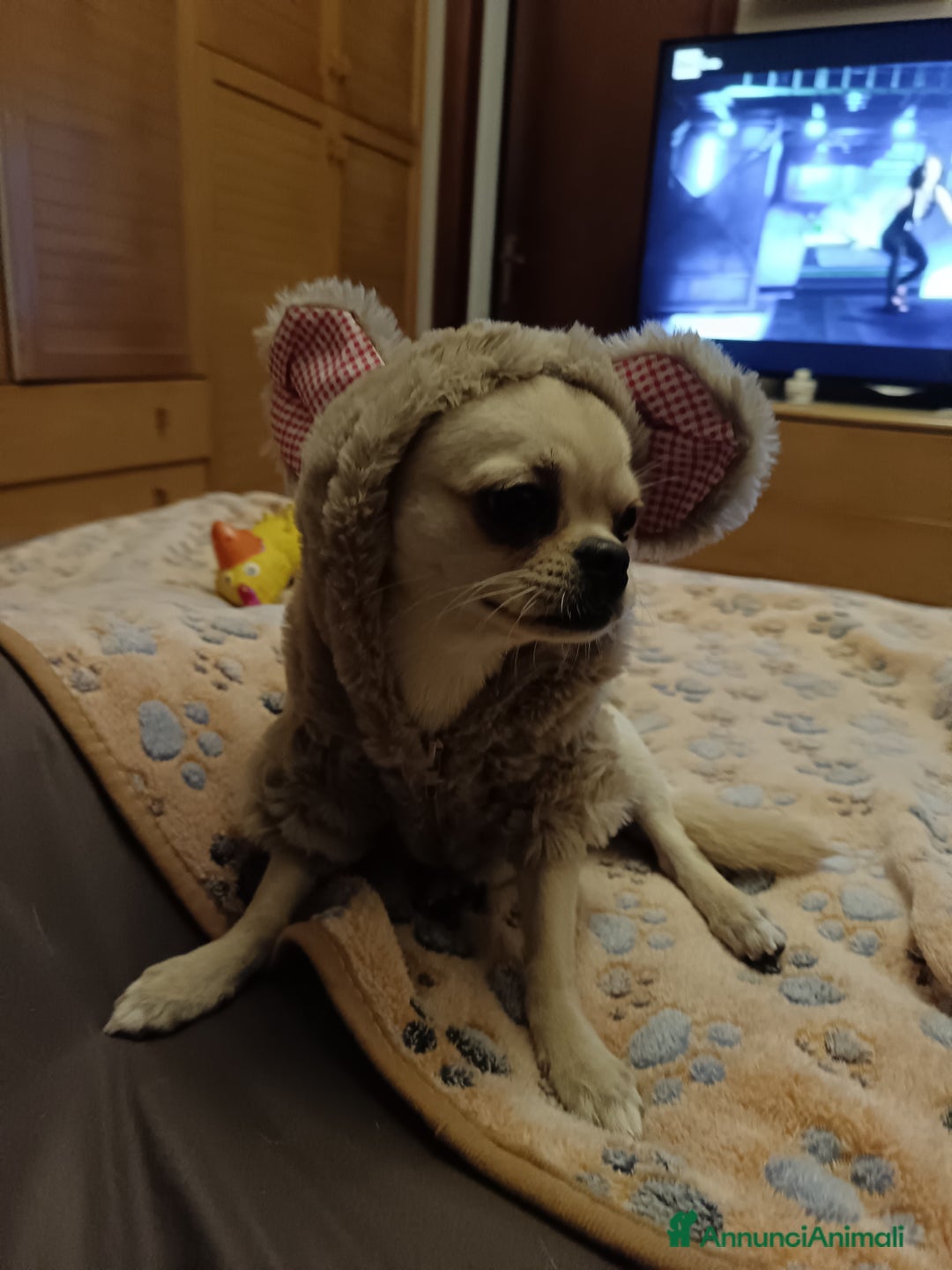 Chihuahua cani per accoppiamento: Chiuahua - Annuncio 4