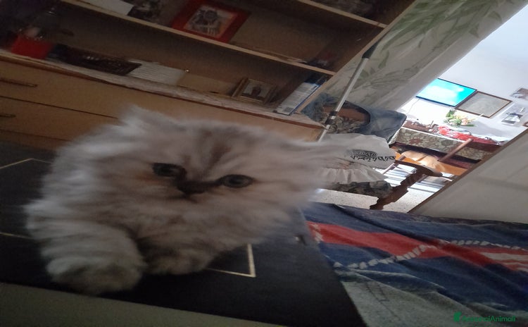Persiano gatti a Provincia di Lecce - Annuncio 14