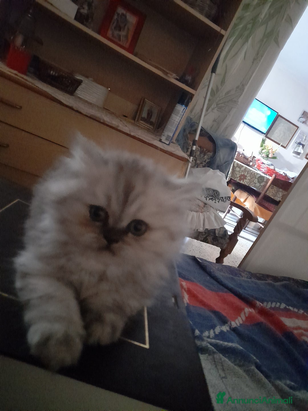 Persiano gatti in vendita: Gattino persiano  a Provincia di Lecce - Immagine 1