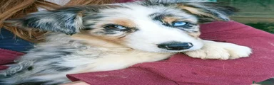 Australian Shepherd Cucciolo 1