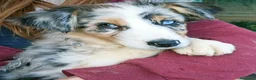 Australian Shepherd cani in vendita: Cuccioli di pastore australiano con pedigree  - Annuncio 2