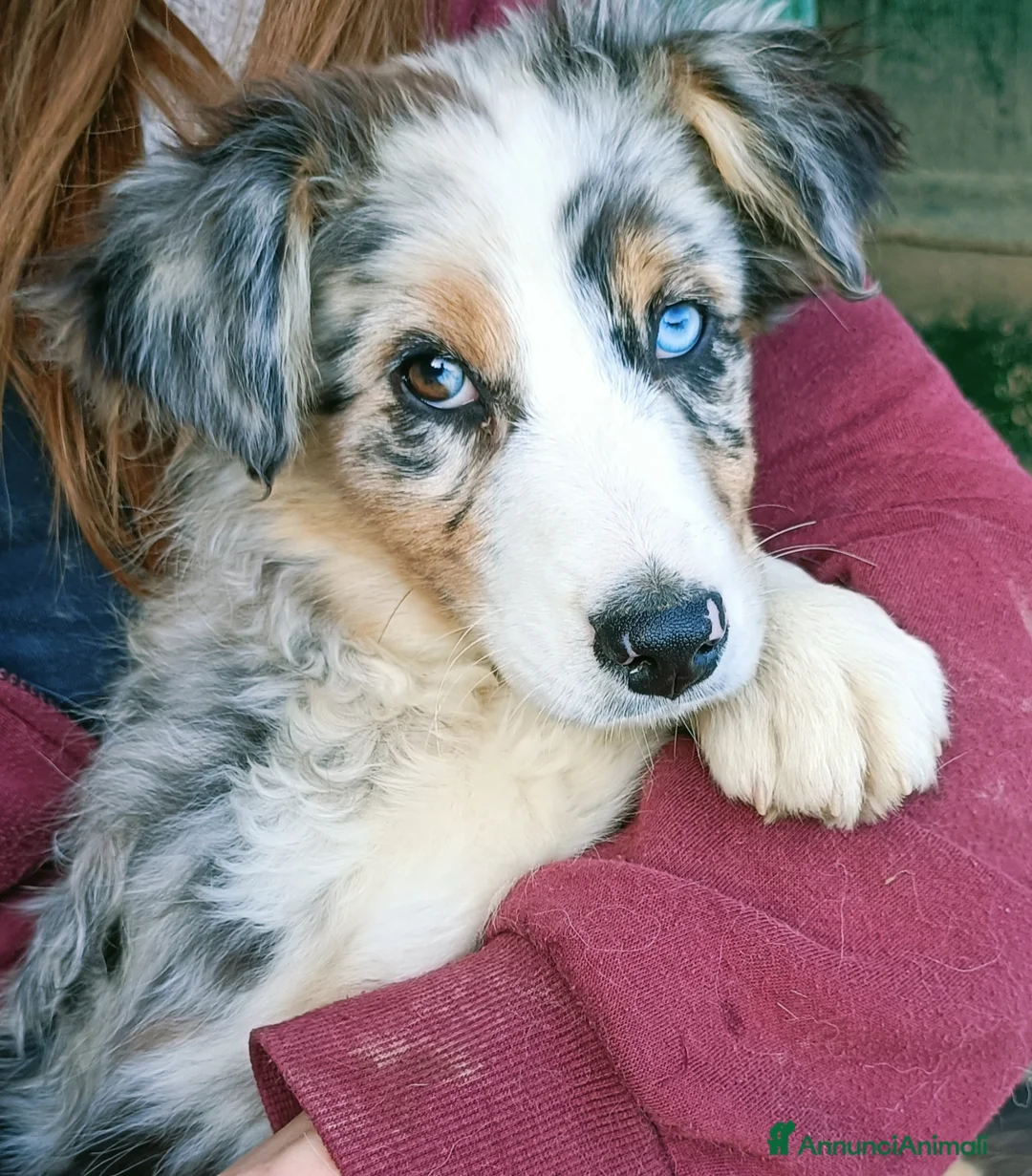 Australian Shepherd cani in vendita: Cuccioli di pastore australiano con pedigree  - Annuncio 2