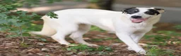 Meticcio cani in regalo: jasmine - Annuncio 4