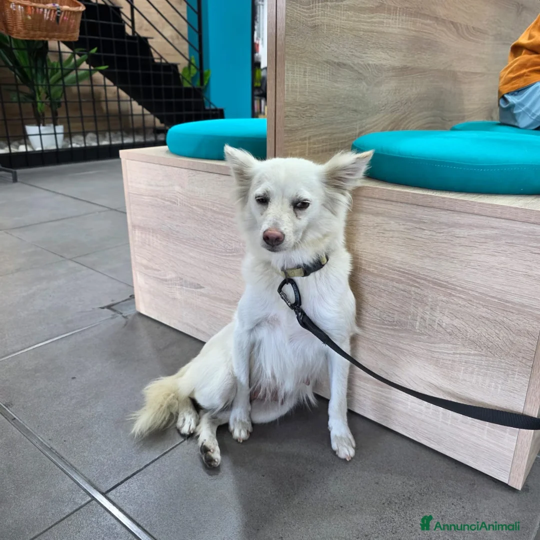 Meticcio cani in regalo: Pepper, una pelosetta dolcissima - Annuncio 9