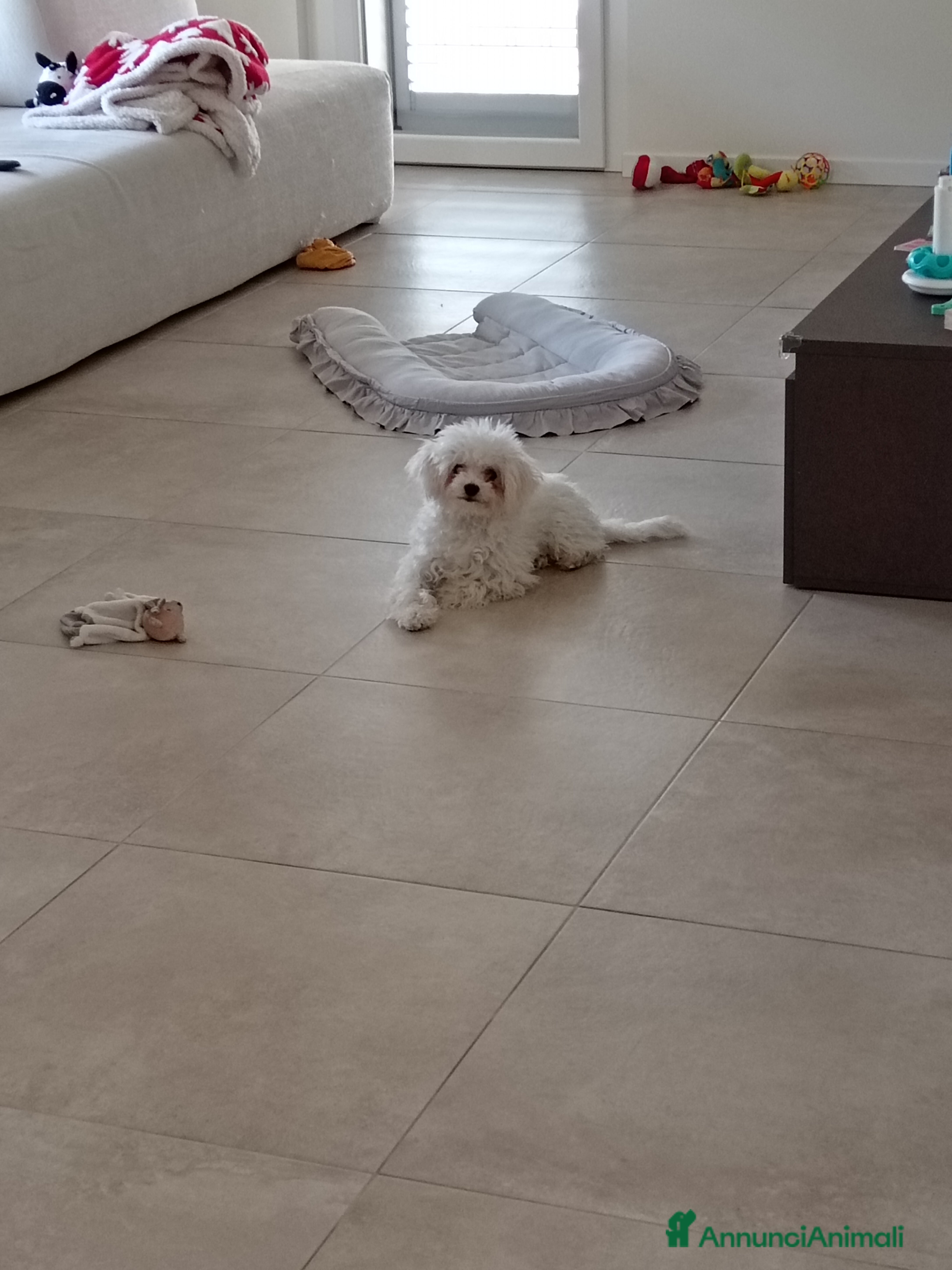 Maltese cani Maltese femmina  - Annuncio 2