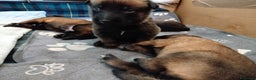 Pastore Belga cani in vendita: Cuccioli pastore belga Malinois con Pedigree ENCI - Annuncio 3