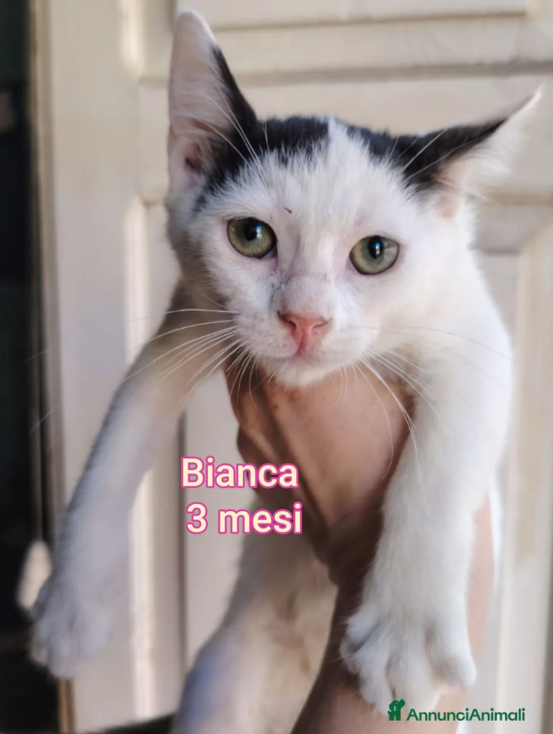 Altre razze gatti in regalo: GATTINI ABBANDONATI: URGENTE  a Città Metropolitana di Torino - Annuncio 1