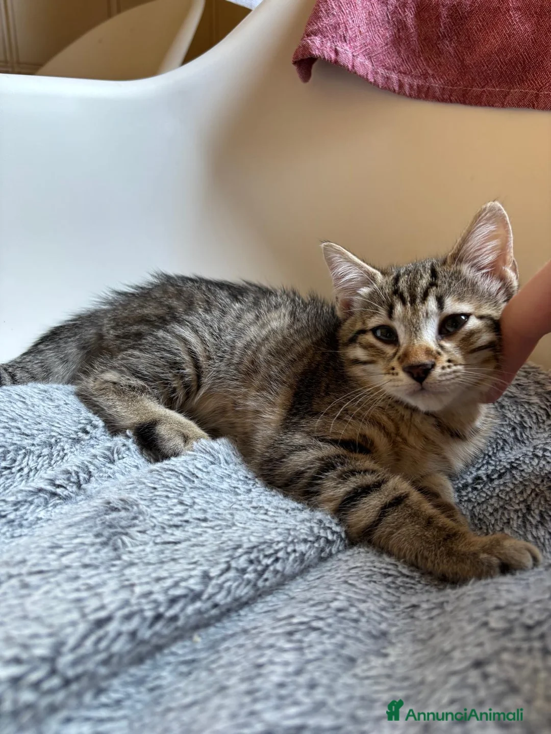 Europeo gatti in regalo: Gattina in regalo a Provincia di Parma - Annuncio 2
