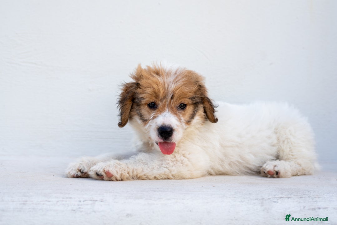 Altre razze cani in regalo: Peluche, due mesi e mezzo, cerca adozione  - Annuncio 3