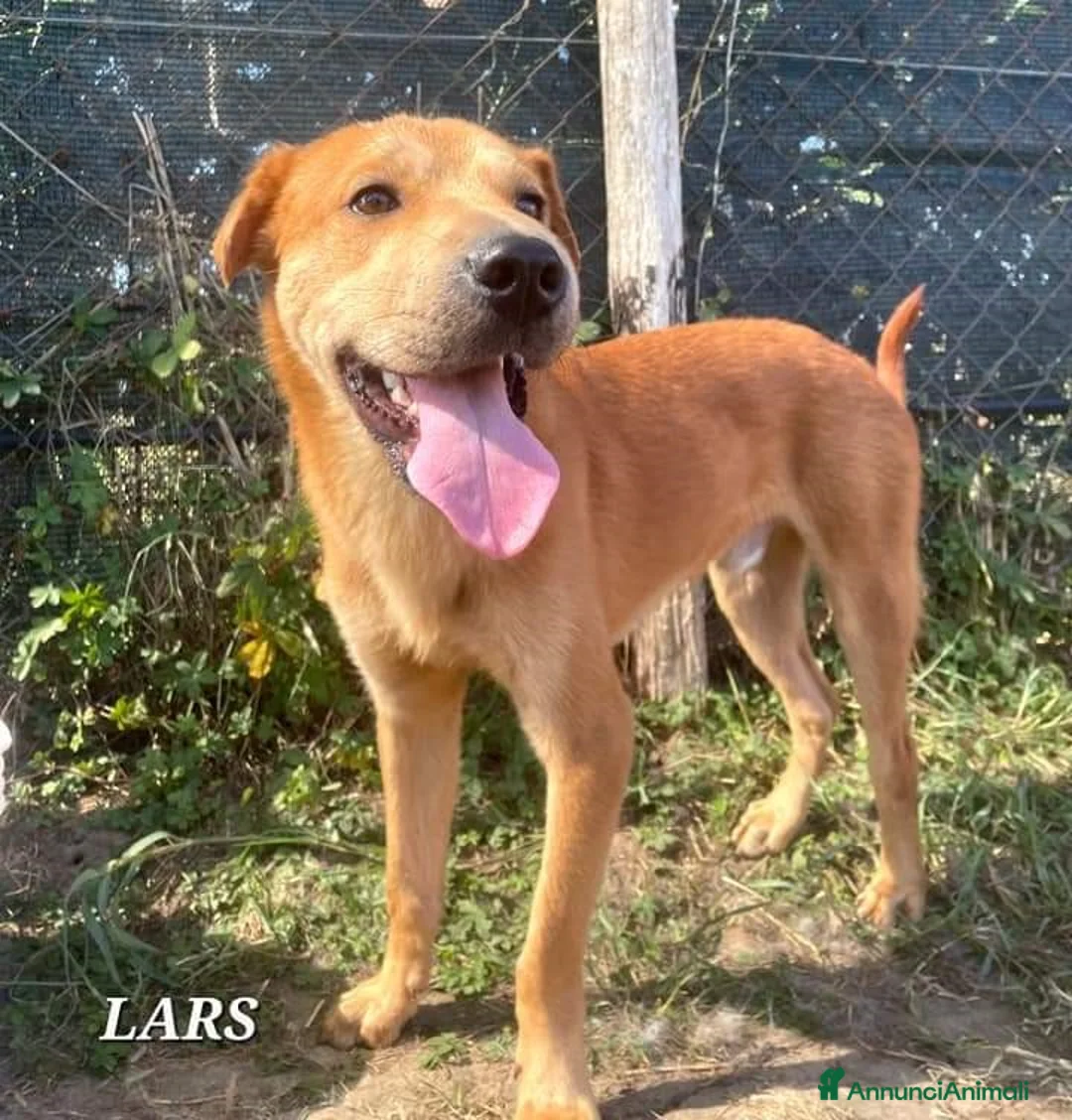 Meticcio cani in regalo: LARS cucciolo mix  sharpei a Provincia di Latina - Annuncio 3