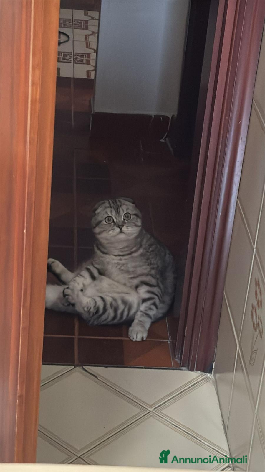 Scottish gatti Gattino in vendita - Annuncio 1